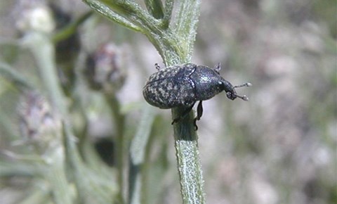 Meadow Knapweed: Blunt knapweed flower weevil